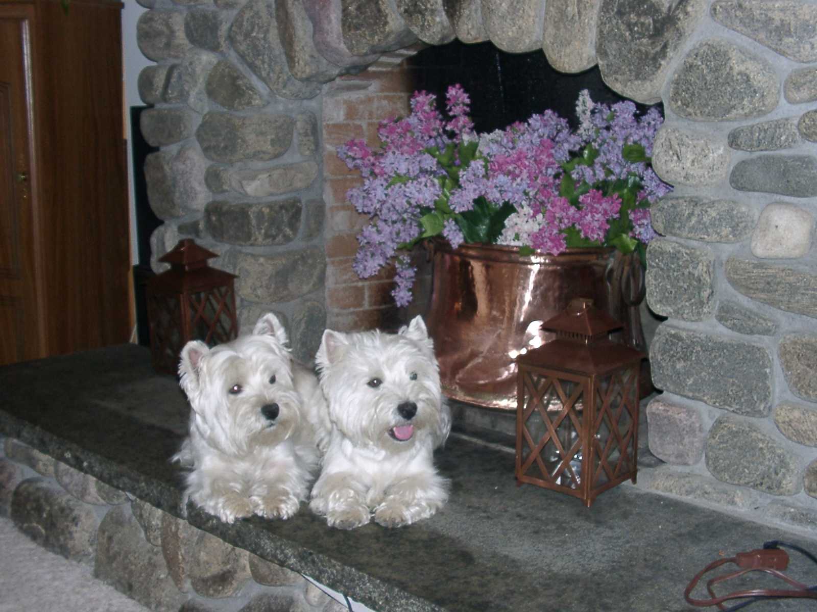 Two white dogs sitting on a stone fireplace.